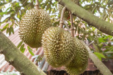 Tropikal meyve brunch ağaç büyüme organik bahçe içinde asılı kralı Durian (Durio zibethinus) 