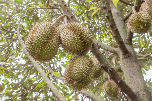 Durian Durio Zibethinus Kung Tropiska Frukter Hängande Brunch Trädens Tillväxt — Stockfoto