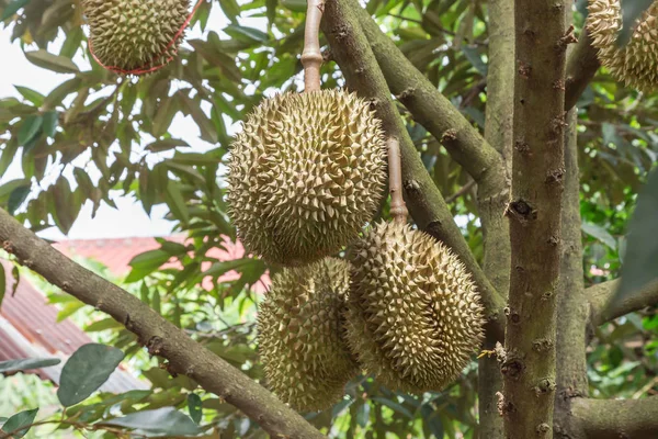 Durian Durio Zibethinus Kung Tropiska Frukter Hängande Brunch Trädens Tillväxt — Stockfoto