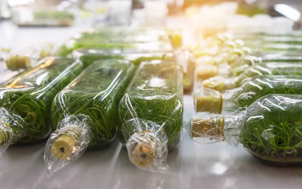 Close up orchid plants tissue culture botanic nursery growing in bottle on shelf at laboratory