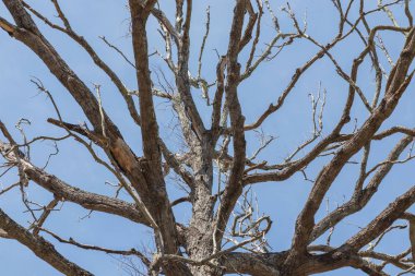 Mavi gökyüzü yapraklarda olmadan büyük yalnız ölü ağaç dalları