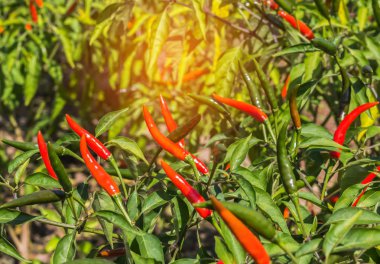 Birçok taze kırmızı sıcak organik bahçe ağacında üzerinde büyüyen biber  