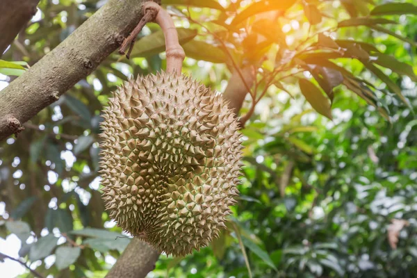 Färsk Durian Durio Zibethinus Kung Tropiska Frukter Hängande Brunch Trädens — Stockfoto