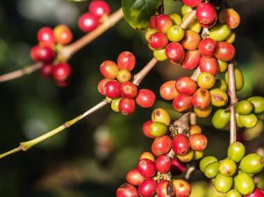 Renkli birçok kahve çekirdeği kahve saç ekimi ağacında olgunlaşma grubu kapat 