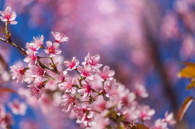 Ağaçta sezon kış aylarında Tayland mavi gökyüzü ile çiçeklenme vahşi Himalaya kiraz çiçekleri (Prunus cerasoides) kapatmak