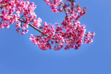 Pembe Sakura çiçekler veya ağaç üzerinde mavi gökyüzü ile bahar içinde çiçek açan kiraz çiçeği kapatın