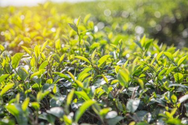 Taze oolong çay yaprakları veya siyah Ejder ağacı ekimi, çay yaprakları sabah kapatın . 