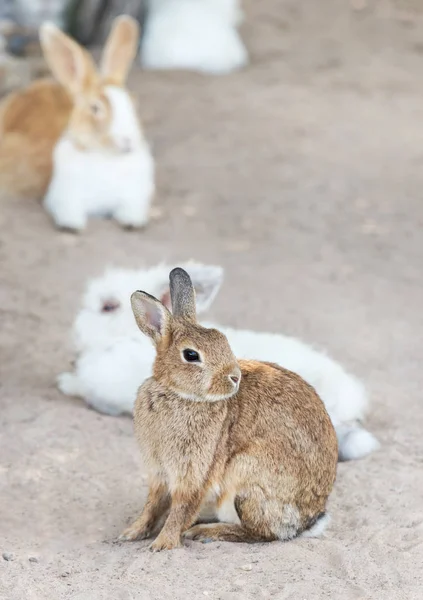 Little Brown Rabbit Sitting Outdoor Nature Habitat Easter Day Idea — Stock Photo, Image