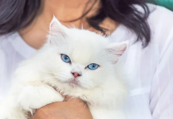 Stäng Upp Vit Perser Katt Med Blå Ögon Omfamningen Kvinna — Stockfoto