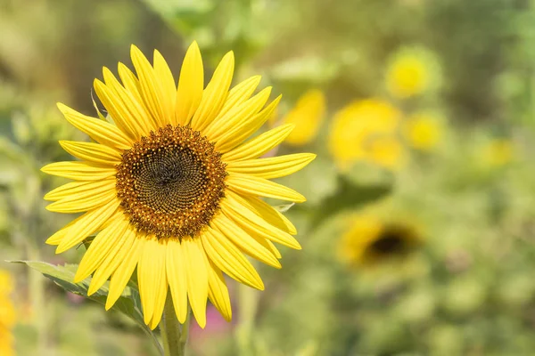 Close Sunflower Blooming Field Sunny Day — Stock Photo, Image