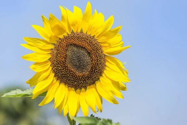 Close Van Zonnebloem Bloeien Het Veld Zonnige Dag — Stockfoto