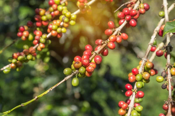 Zavřít Skupina Barevné Mnoho Kávy Semen Zrání Strom Kávové Plantáže — Stock fotografie