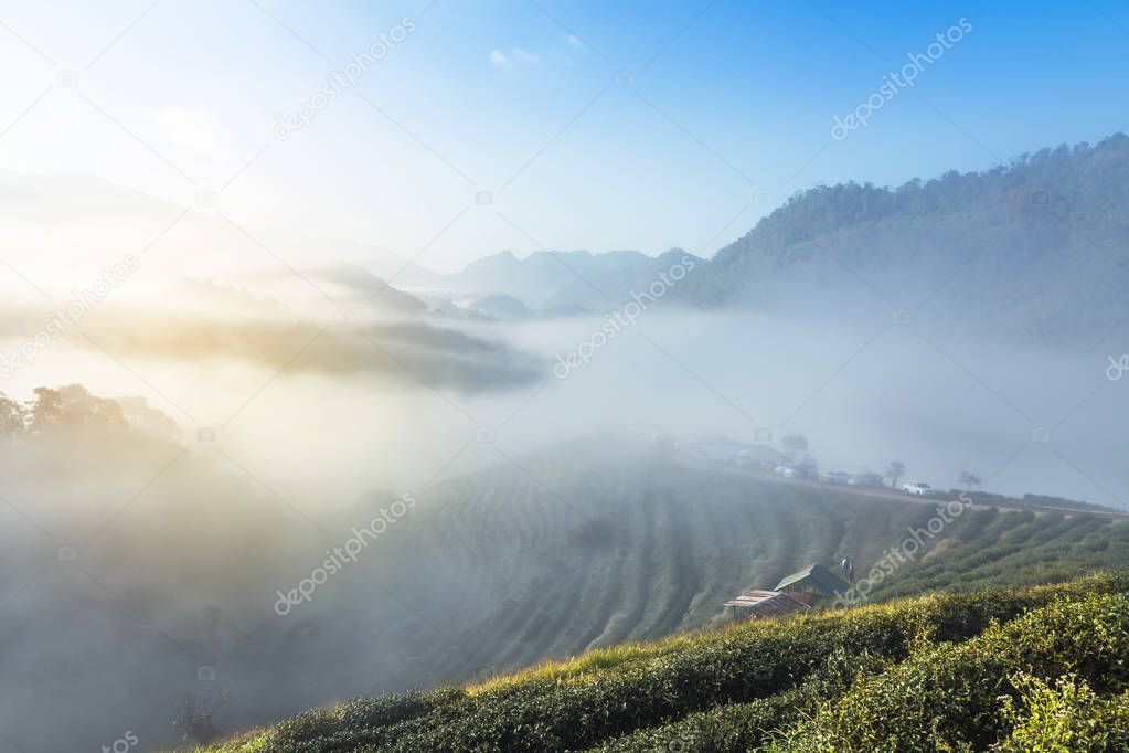 Sunrise in the morning with white fog at green terraced tea plantation 2000 Doi Ang khang Chiang Mai Thailand 