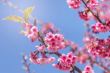 Pembe Sakura çiçekler veya ağaç üzerinde mavi gökyüzü ile bahar içinde çiçek açan kiraz çiçeği kapatın