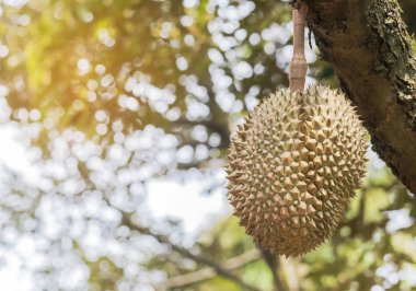 Taze Durian (Durio zibethinus) branç ağacında sallanan tropikal meyvelerin kralı