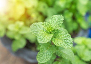 Bahçede taze taze taze taze nane yeşili yapraklar büyüyor.