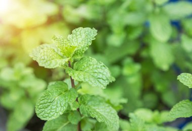 Taze yeşil yaprak, nane ve bitki karışımı.