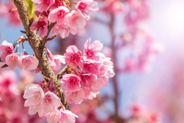 Pembe Sakura çiçekler veya ağaç üzerinde mavi gökyüzü ile bahar içinde çiçek açan kiraz çiçeği kapatın