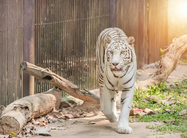 Белый Бенгальский Тигр Гуляющий Природе — стоковое фото