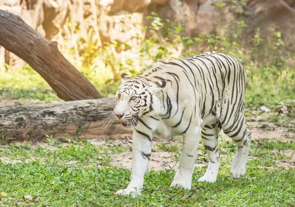 Белый Бенгальский Тигр Гуляющий Природе Тени Деревьев — стоковое фото