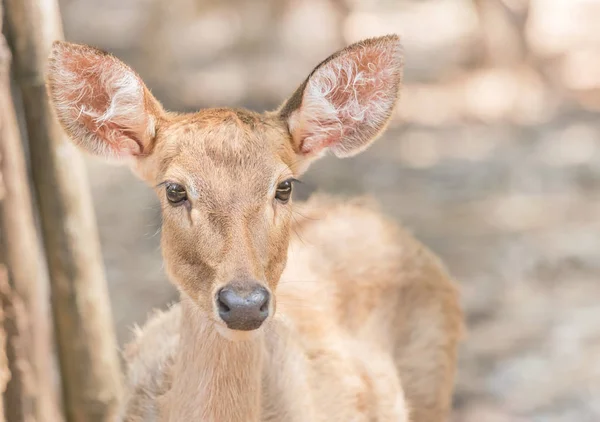 Ciervos Jóvenes Thamin Ceja Ciervos Con Cuernos Cervus Eldi Thamin — Foto de Stock