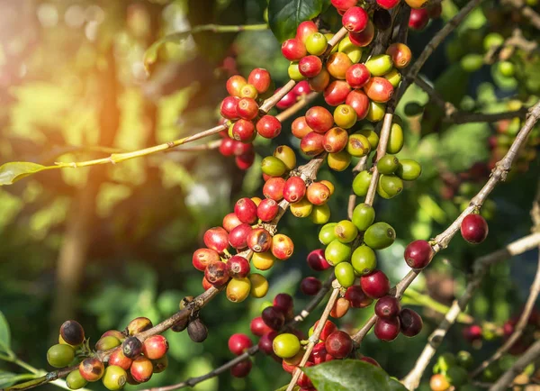 Primer Grupo Muchas Semillas Café Verde Árbol Plantación Café Enfoque Imágenes de stock libres de derechos