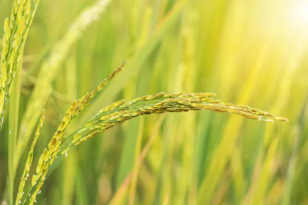 Spiga Riso Gelsomino Che Cresce Piantagione Risaia Campo Verde Mattino — Foto Stock