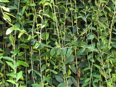 tropikal yaprak doku, güneş ışığı ile doğa yeşili arka plan 