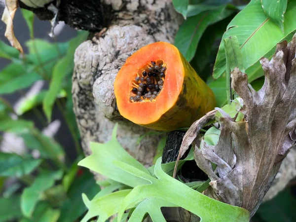 Creative food concept of papaya fruit.   Healthy food , exotic fruit , detox , beautiful food