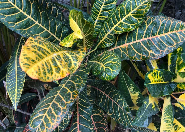 Exotische blad verlicht zon, abstracte achtergrond van een veel groene bladeren oppervlak — Stockfoto