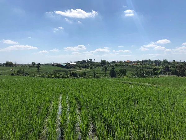 Grönt fält av ris växten med vatten — Stockfoto