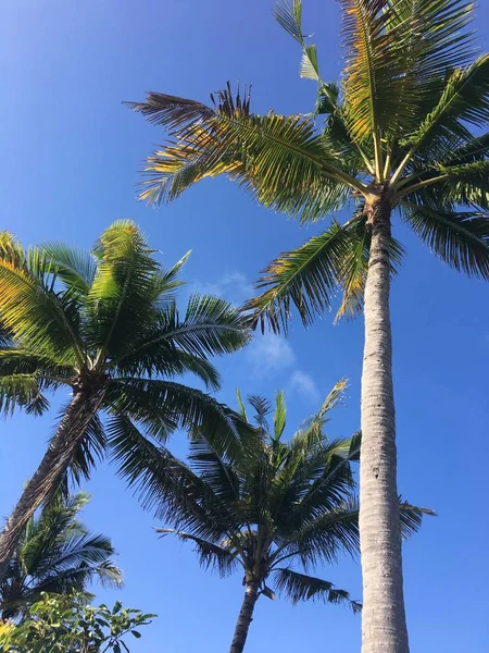 Mavi gökyüzü ve parlak güneş ile Palms hindistan cevizi ağacı. — Stok fotoğraf