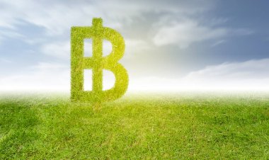 Thai baht parasıyla yetişen bitki. Finans ve iş konsepti.