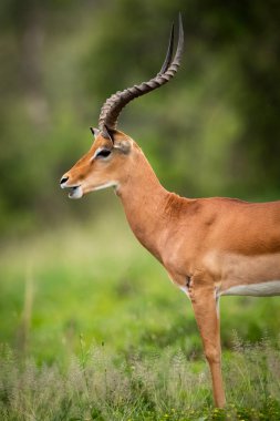 Ağız içinde yakın çekim açık ile erkek Impala