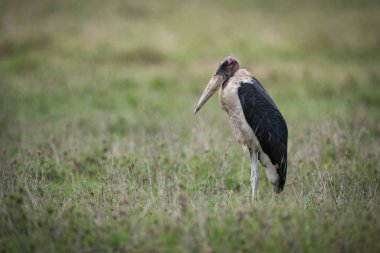 Düz çimenli savannah üzerinde marabut leylek duran