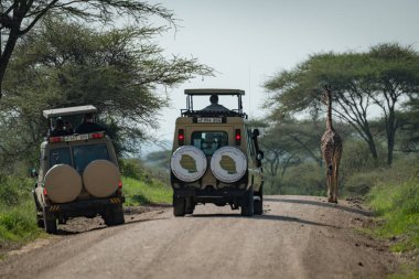 Masai zürafa engelleme yol iki cip için