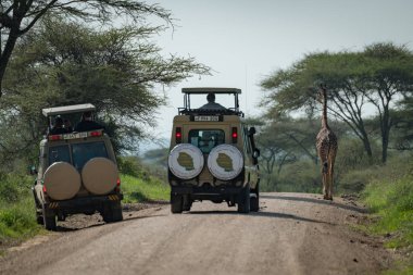 Masai giraffe blocking road for two jeeps clipart