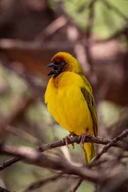 Masked weaver bird opens mouth on branch clipart
