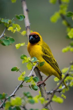 Masked weaver bird on branch turning head clipart