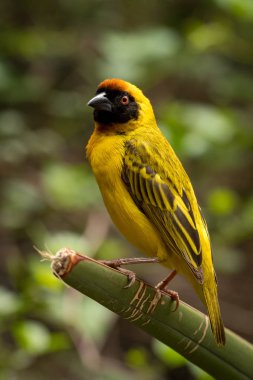 Masked weaver bird standing on green plant clipart