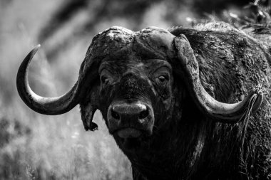 Cape Buffalo kamera karşı karşıya mono yakın çekim
