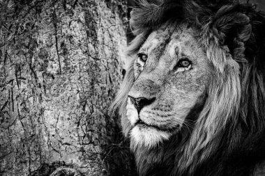 Ağacın yanında erkek aslan mono close-up