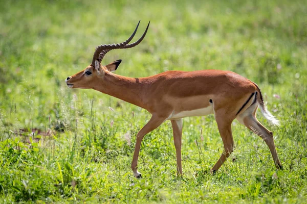 Impala Männchen Streckt Beim Gehen Den Kopf Nach Vorne — Stockfoto