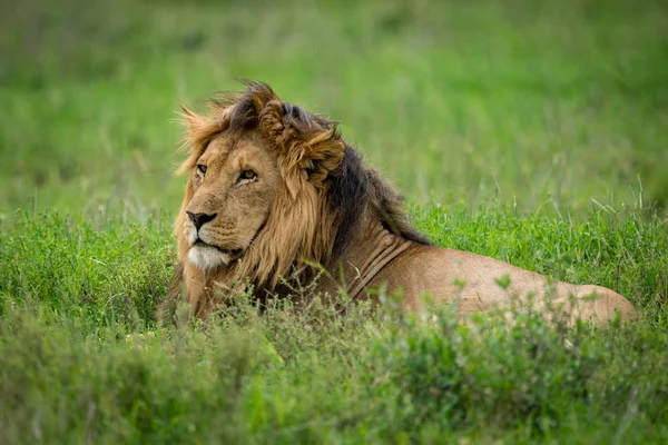 Löwenmännchen Liegt Gras Und Schaut Nach Links — Stockfoto