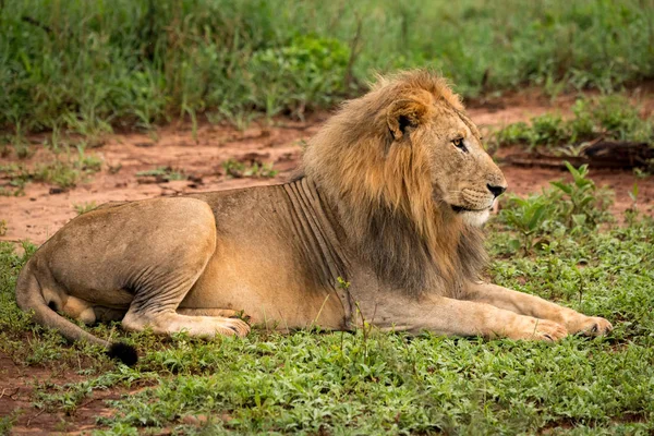 Leone Maschio Sdraiato Nella Radura Guarda Avanti — Foto Stock