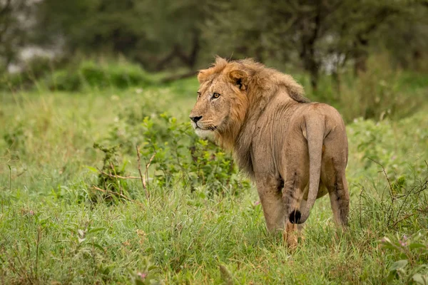 Αρσενικό Λιοντάρι Στέκεται Στην Εκκαθάριση Γυρίζοντας Κεφάλι — Φωτογραφία Αρχείου