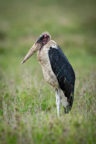 Marabou Gólya Állt Lakás Füves Puszta — Stock Fotó