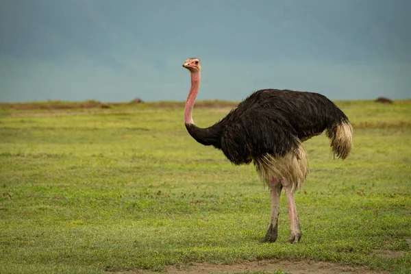 Male Ostrich Grassland Looks Camera — Stock Photo, Image