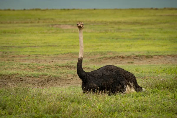 Straußenmännchen Liegt Vor Laufender Kamera Auf Gras — Stockfoto