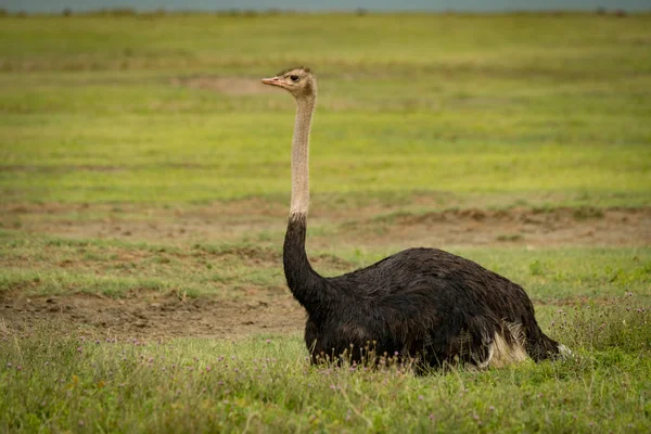 Mannelijke Struisvogel Liggen Gras Kijkt Vooruit — Stockfoto